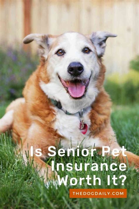 best senior dog insurance uk.